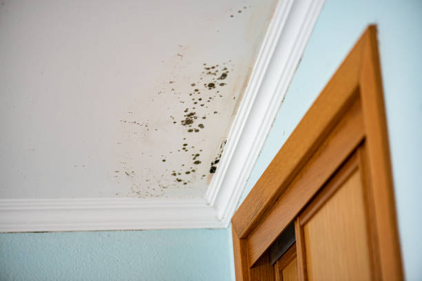 Certified Mold Removal in Industry, PA