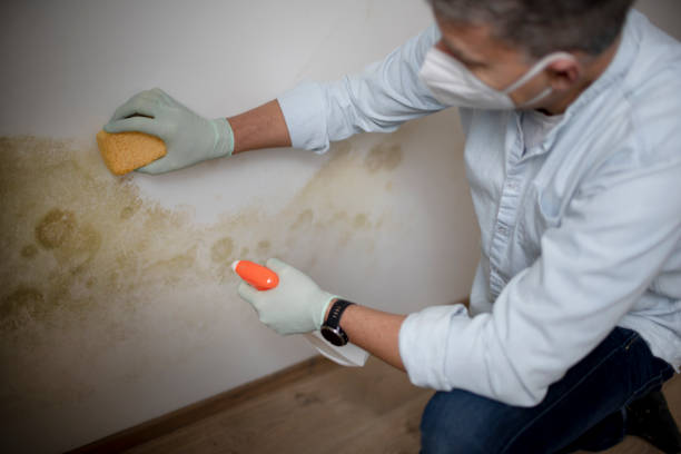 Trusted Industry, PA Mold Removal Experts